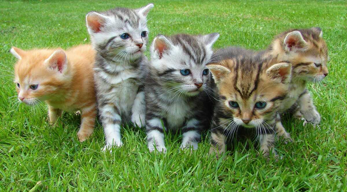 Chat
