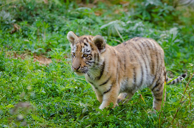 Tigre